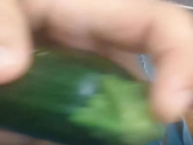 Zucchini Fick
